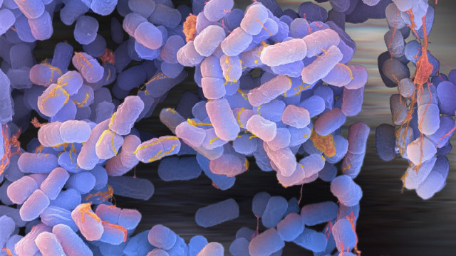 Logran fabricar gasolina a partir de una bacteria 20 Escherichia coli Logran fabricar gasolina a partir de una bacteria