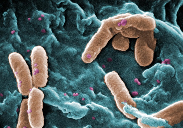 Bacterias Construyen un diminuto zoológico de bacterias