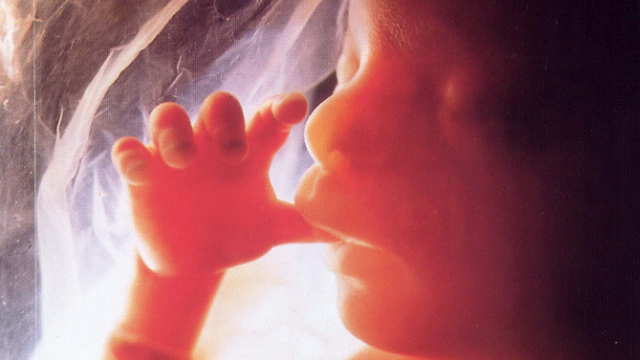 Feto Los bebés aprenden a coordinar sus acciones y gestos desde el útero