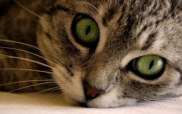 Ojos de gato Así es la visión de los gatos