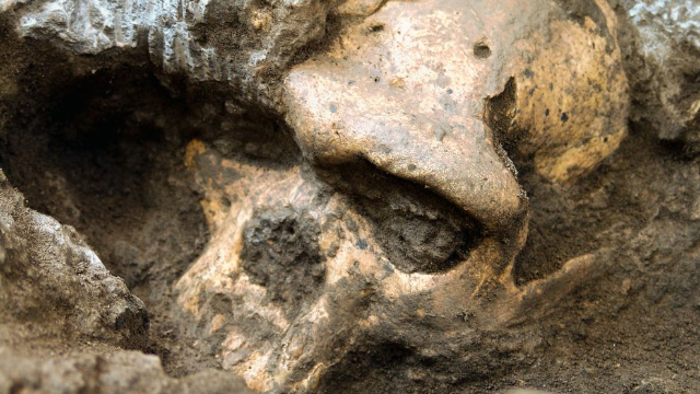 Skull 5 El fósil de un cráneo podría cambiar las ideas sobre nuestros ancestros