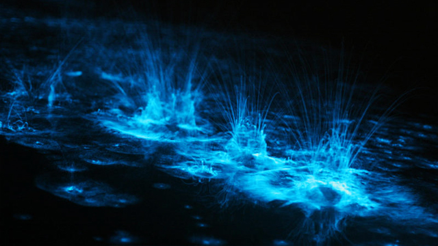 Laguna Grande Puerto Rico El apagón de la laguna luminiscente en Puerto Rico