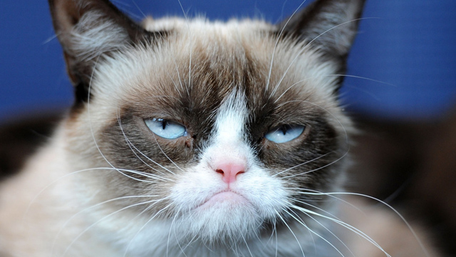 Gato La ciencia lo confirma: los gatos sólo le hacen caso a sus dueños si reciben algo a cambio