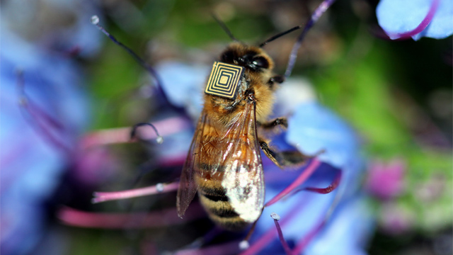 Abejas chips Se estudiará el comportamiento de las abejas con unos diminutos sensores