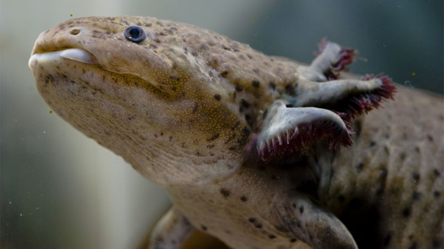 Ajolote Los ajolotes de Xochimilco están prácticamente desaparecidos