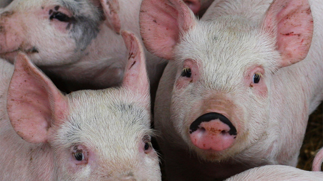 Cerdos clonación 01 China tiene la fábrica de clonación de cerdos más grande del mundo