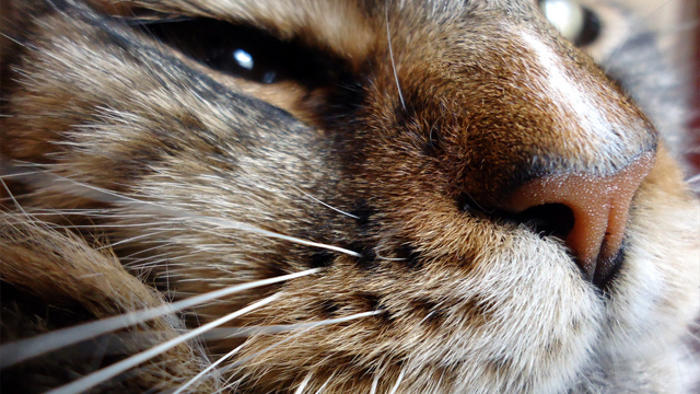 Gato bigotes Inventan unos bigotes de gato para robots