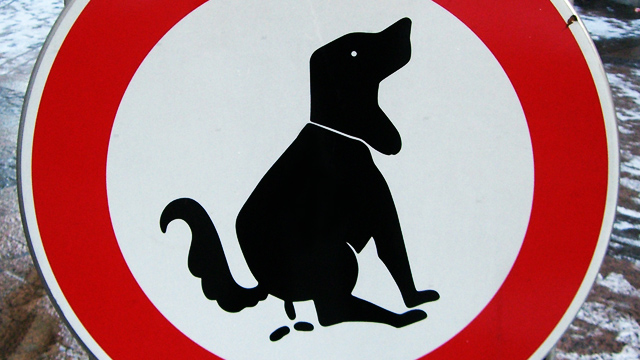 Perro defecando Los perros se alinean con el eje de la Tierra cuando defecan