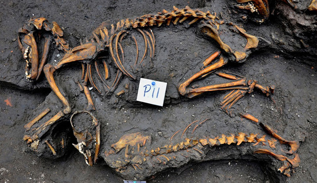 Azcapotzalco perros aztecas 01 Descubren en Azcapotzalco una tumba de perros aztecas