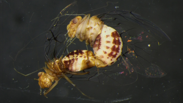 hembra pene Científicos descubren insectos hembras con pene y machos con vagina