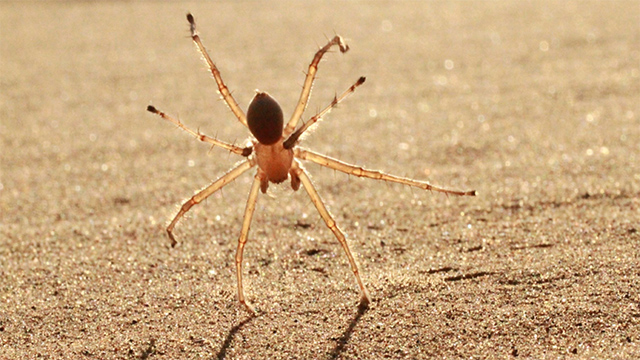 arana vueltas Una araña "gimnasta" que se transporta dando vueltas de carro