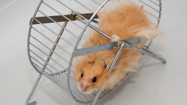 hammwheel1 ¿Por qué los ratones corren en las ruedas?
