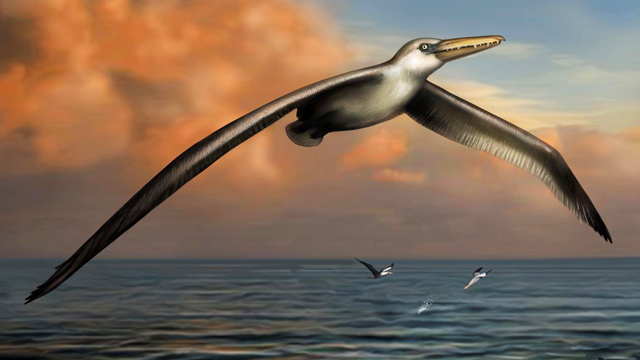 Pelagornis Sandersi Descubren los restos del ave voladora más grande de la historia