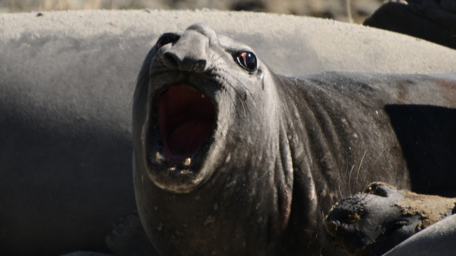 foca La tuberculosis fue traída a América por las focas
