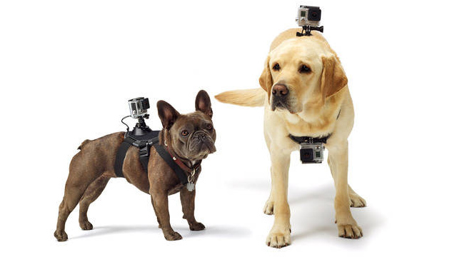 GoPro presenta Fetch, su arnés para perros 18 gopro5 GoPro presenta Fetch, su arnés para perros