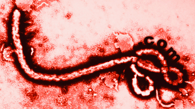 Ebola El dominio ebola.com se vende por más de 200 mil dólares