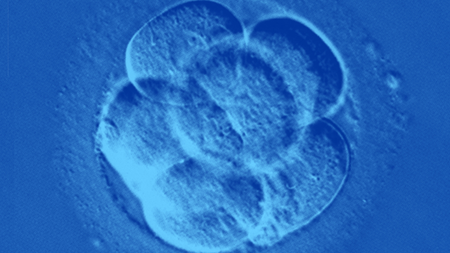 Facebook y Apple ofrecen congelar los óvulos de sus trabajadoras 18 ovulo Facebook y Apple ofrecen congelar los óvulos de sus trabajadoras