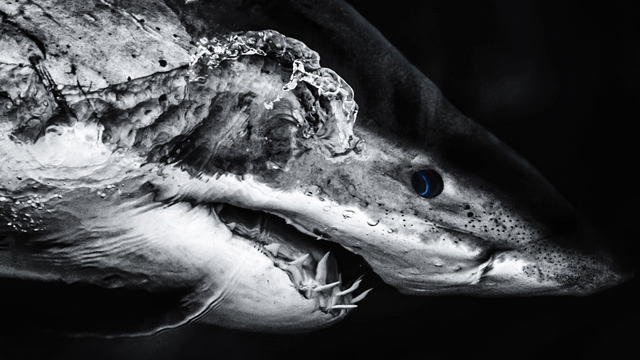 Concurso foto Conacyt 2014 Las mejores fotos científicas tomadas en México durante el 2014