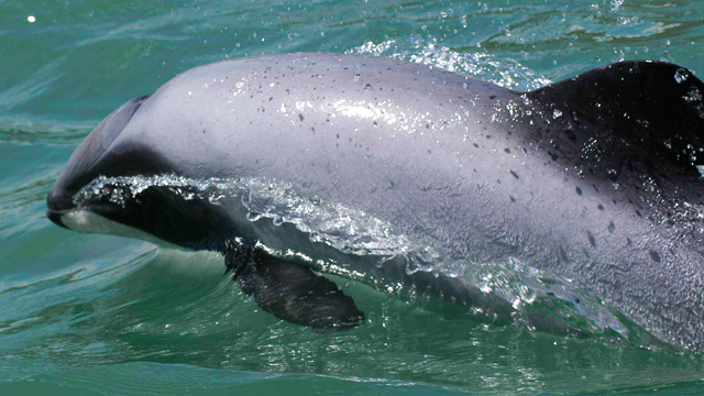 Vaquita marina Drones protegerán a la vaquita marina en México