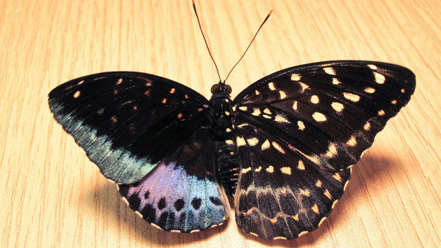 mariposa Encuentran una inusual mariposa mitad hembra y mitad macho