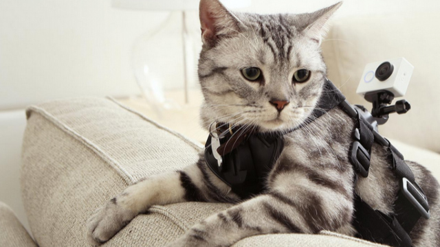 Xiaomi también tiene su cámara de acción y se llama Yi Action 19 gato Xiaomi también tiene su cámara de acción y se llama Yi Action