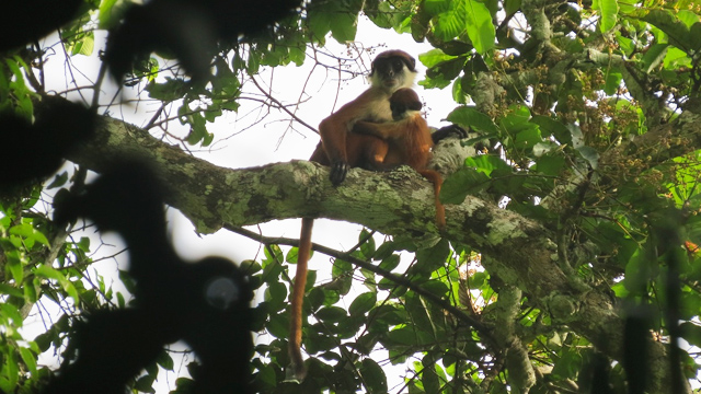 Fotografían a un mono que se creía extinto desde hace 40 años 16 Mono colobo rojo de Bouvier Fotografían a un mono que se creía extinto desde hace 40 años