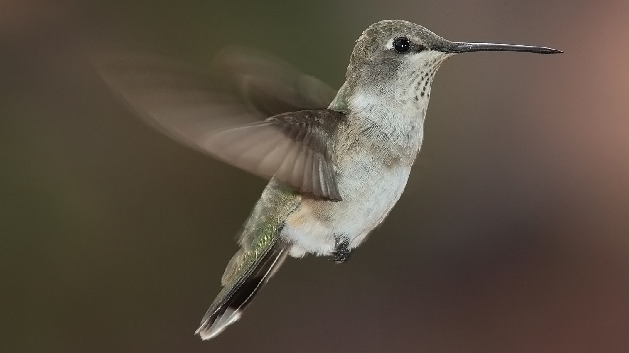 colibríes ciencia biología