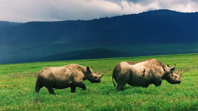 Rinoceronte negro Científicos advierten que la sexta “extinción masiva” está cerca