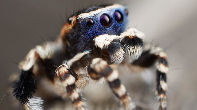 ¿Quién dijo que las arañas no pueden ser lindas? Conozcan a la nueva araña pavo real 16 ArañaPavoreal ¿Quién dijo que las arañas no pueden ser lindas? Conozcan a la nueva araña pavo real