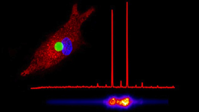 Científicos logran que una célula emita rayos láser 23 Celula Científicos logran que una célula emita rayos láser