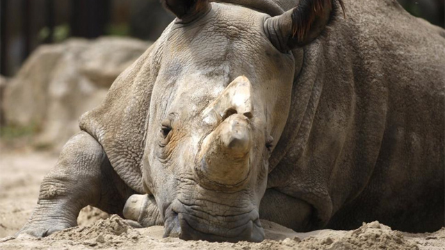 rino Muere uno de los últimos 5 rinocerontes blancos del norte que quedaban en el mundo