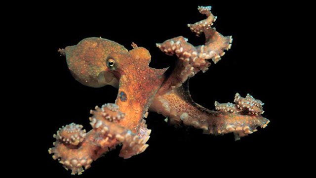 ¿Los pulpos son extraterrestres? Así lo cree la ciencia 20 Pulpo dosmanchas ¿Los pulpos son extraterrestres? Así lo cree la ciencia