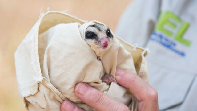 ardilla australiana Descubren una nueva ardilla voladora en Australia