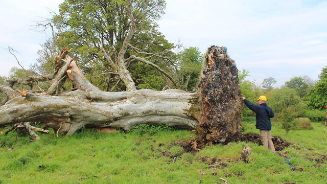 Esqueleto Collooney 2 Cae árbol y descubren esqueleto con mil años de antigüedad