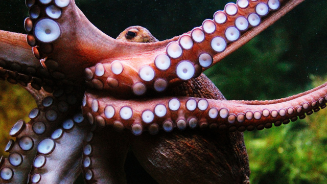 Pulpo Este material basado en los pulpos puede "curarse" solo