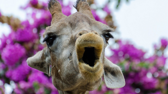 jirafa La ciencia descubre cual es el sonido que emiten las jirafas