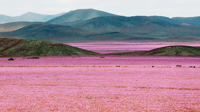 atacama flores principal Así de impresionante se ve el desierto de Atacama lleno de flores
