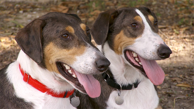 clon perro China abrirá un gigantesco centro de clonación de animales en el 2016