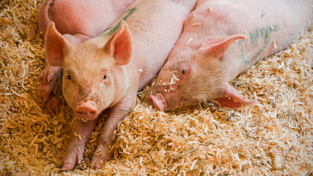 Científicos ingleses crean a los primeros cerdos resistentes a enfermedades 22 Puercos Científicos ingleses crean a los primeros cerdos resistentes a enfermedades