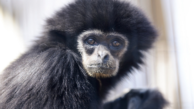 Primates Los primates podrían desparecer en menos de lo que creemos