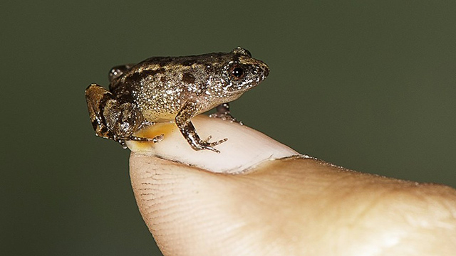 Nyctibatrachus rana Descubren especies de ranas tan pequeñas como una de tus uñas