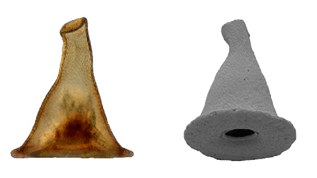 gandalf Una nueva amiba es nombrada en honor a Gandalf