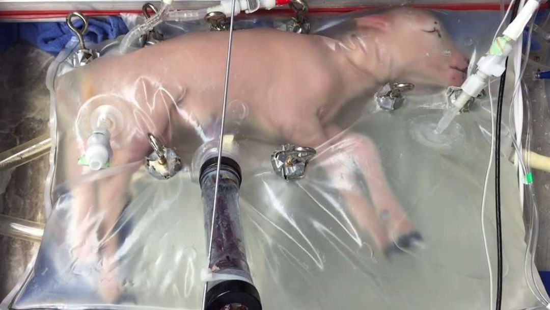 biobag2 Ver a este feto de oveja crecer en una bolsa es aterrador, pero podría salvar vidas humanas