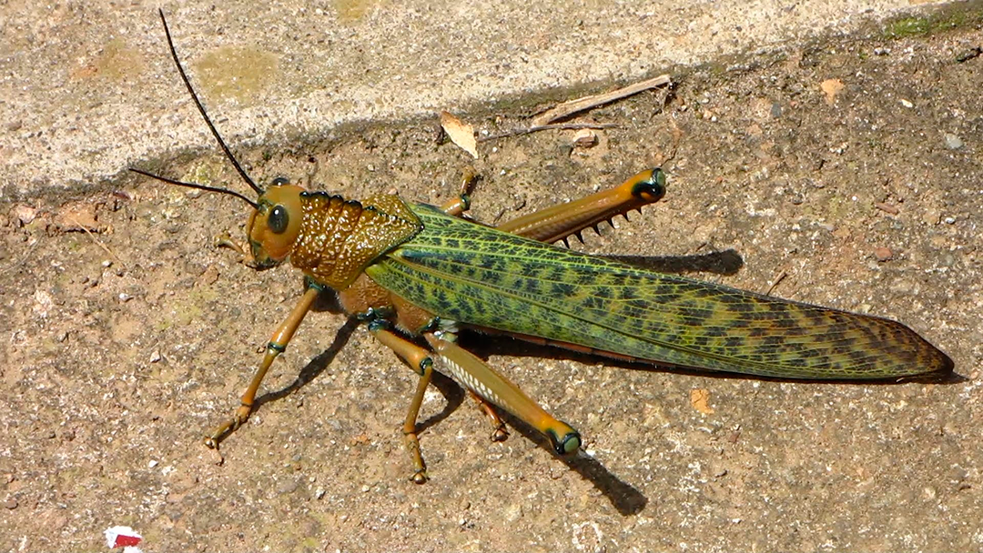 grillo Wikileaks revela la existencia de Grasshopper: la plataforma de la CIA para hackear Windows