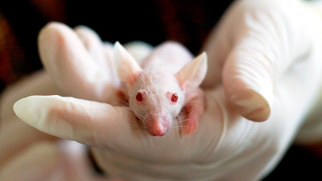 Gracias a unos ovarios impresos en 3D una hembra estéril de ratón dio a luz a cachorros sanos
