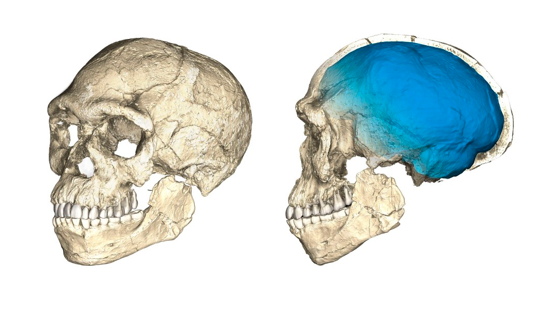 Un descubrimiento histórico revela que el Homo sapiens nació en Marruecos 13 craneo Un descubrimiento histórico revela que el Homo sapiens nació en Marruecos