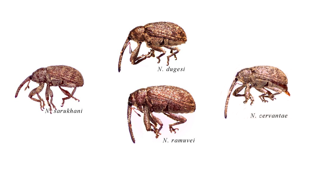insectos Descubren cuatro nuevas especies de insectos en Coahuila