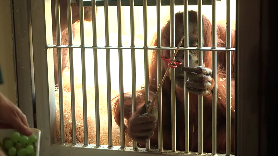 sin titulo 4 La moda llega al mundo animal: Orangután aprende a jugar con un spinner