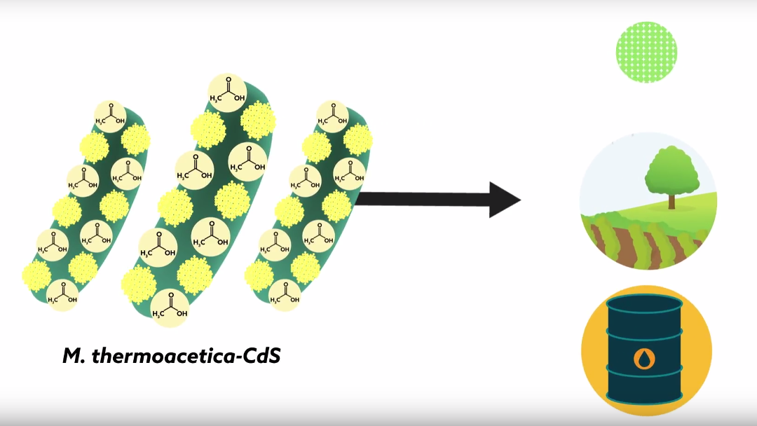 Crean bacterias ciborg que pueden hacer fotosíntesis mejor que las plantas