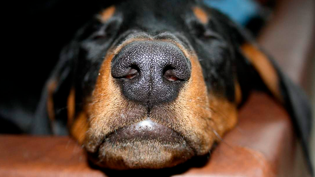 perro moquillo UNAM desarrolla medicamento exitoso contra el moquillo